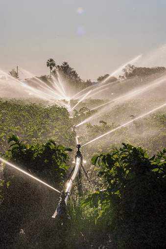 Agricultural irrigation system watering crops on Australian farm. Backlit late afternoon light.