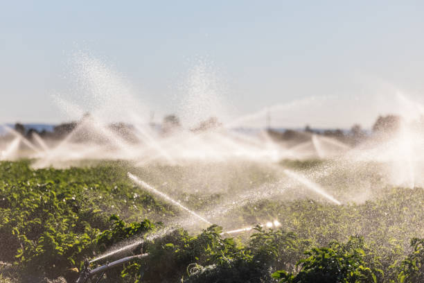 istock Agricultural Irrigation System Watering Crops On Farm 1343982806