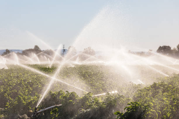 istock Agricultural Irrigation System Watering Crops On Farm 1343982809