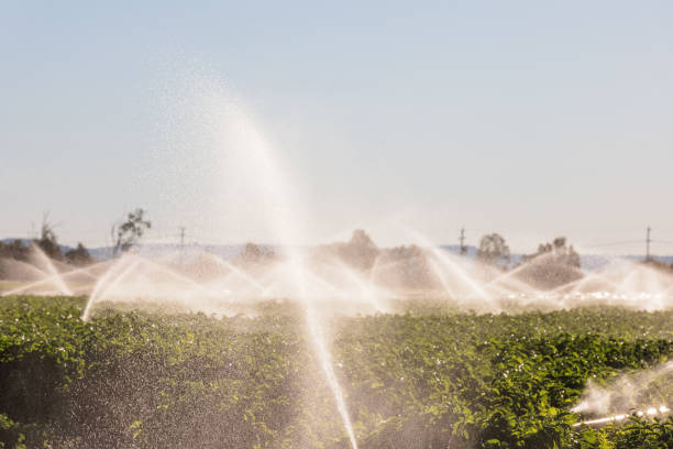 istock Agricultural Irrigation System Watering Crops On Farm 1343982810