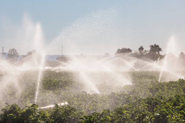 istock Agricultural Irrigation System Watering Crops On Farm 1343982812