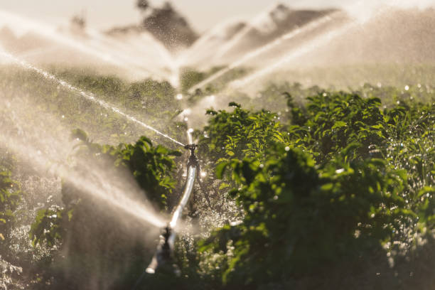 istock Agricultural Irrigation System Watering Crops On Farm 1343982829