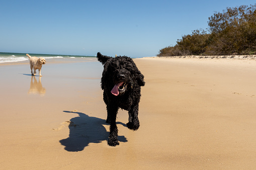 Two Happy Dogs Playing On Pristine Beach in Australia Running And Chasing A Tennis Ball
