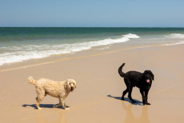 istock Two Happy Dogs Playing On Pet Friendly Pristine Beach 1343982962