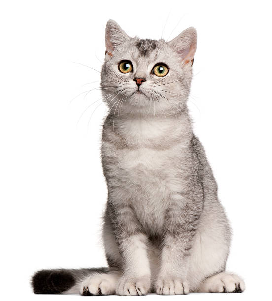 4 month old British shorthair kitten sitting image on white British Shorthair kitten, four months old, sitting in front of white background. cute stock pictures, royalty-free photos & images