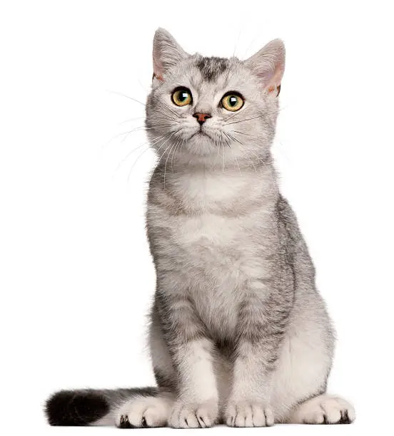 British Shorthair kitten, four months old, sitting in front of white background.