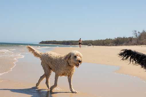 Two Happy Dogs Playing On Pristine Beach in Australia Running And Chasing A Tennis Ball