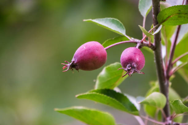 istock Apple tree branches with red apples and green leaves in late summer 1343984255