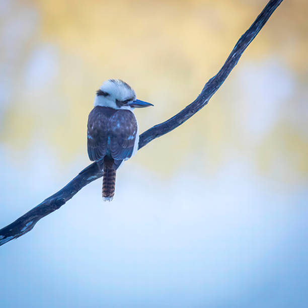 istock Laughing Australian Kookaburra sitting on tree branch. 1343985272