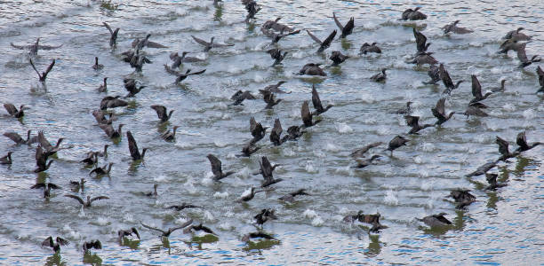istock Little-Black Australian Cormorants 1343985347