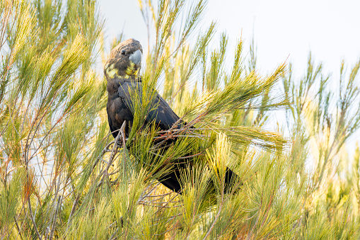 Portrait of a female glossy black-cockatoo perched in a casuarina tree, their preferred food source.