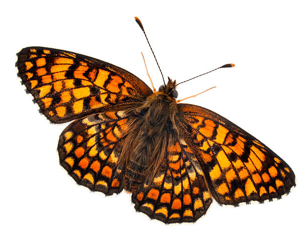 istock High angle view of Knapweed Fritillary, Melitaea phoebe, white background. 134398551