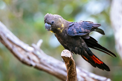 Portrait of a female glossy black-cockatoo.