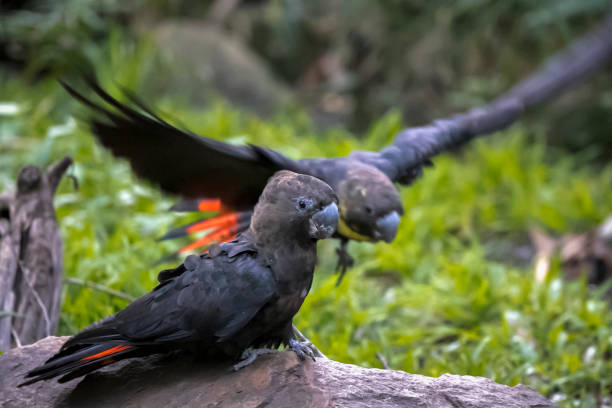 istock Glossy Black-Cockatoo,