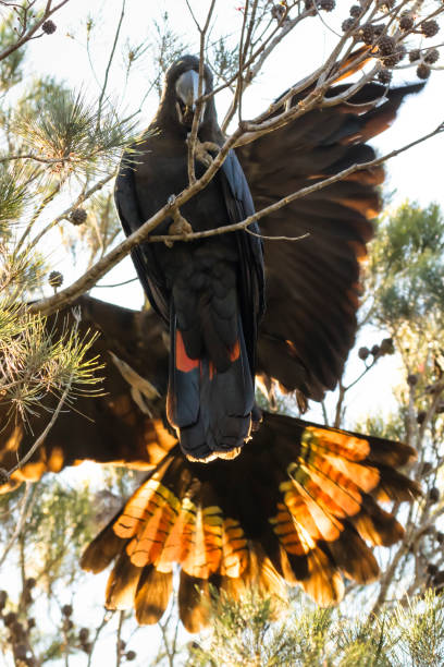istock Glossy Black-Cockatoo,