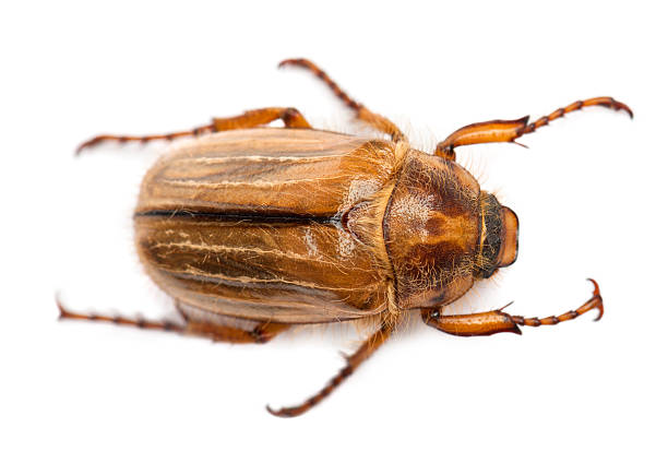 istock Summer chafer or European june beetle, Amphimallon solstitiale, white background. 134398904