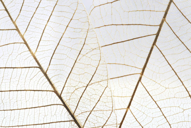 istock Fiber Structure of dry leaves texture background.  Macro leaves background texture. 1343989280