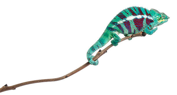 istock Panther Chameleon Nosy Be, Furcifer pardalis, white background. 134398970