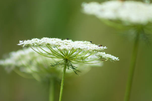 istock Wild carrot inflorescence close-up view with selective focus on foreground 1343990496