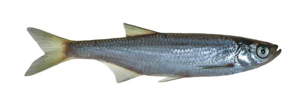 istock Carp-like freshwater fish cyprinid 1343990509