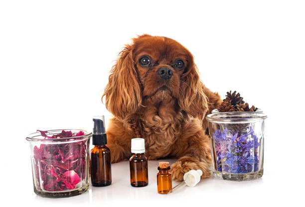 medicina alternativa para perros - oilcan fotografías e imágenes de stock