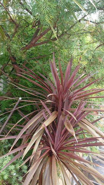 istock Dracaena Plants in OSAKA 1343992961