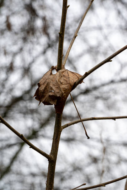 istock Dry leaf on branch in winter 1343993734