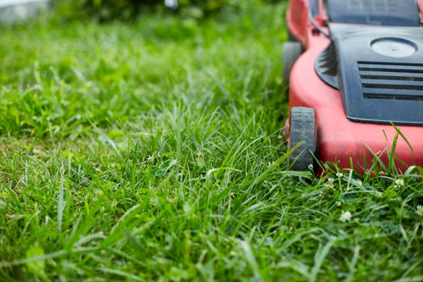 istock Lawnmower mows the lawn at home garden, working, sunlight 1343995902