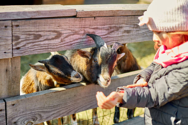 little girl scratches the head of a goat, animal care farm - animals feeding animal child kid goat imagens e fotografias de stock