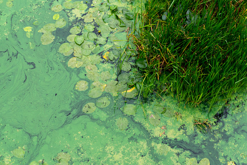 Green water of the river with aquatic plants, duckweed top view