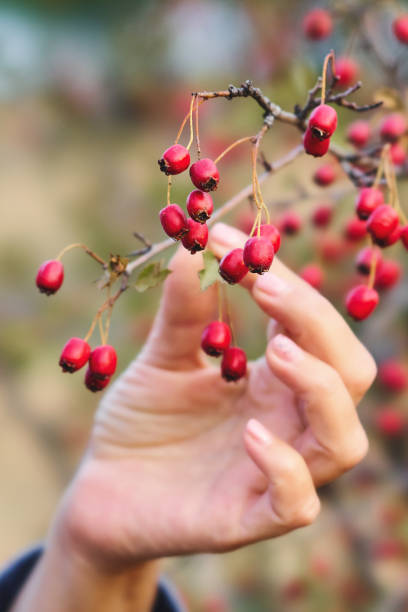 erwachsene biologin inspiziert rote weißdornbeerenfruchtpflanze - hawthorn berry fruit plant autumn stock-fotos und bilder