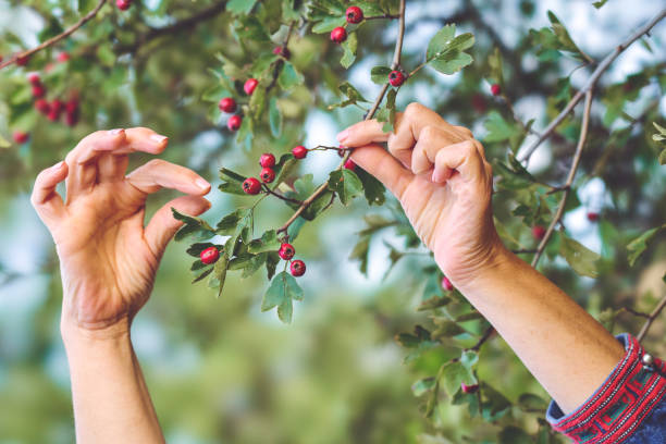 erwachsene biologin inspiziert rote weißdornbeerenfruchtpflanze - hawthorn berry fruit plant autumn stock-fotos und bilder