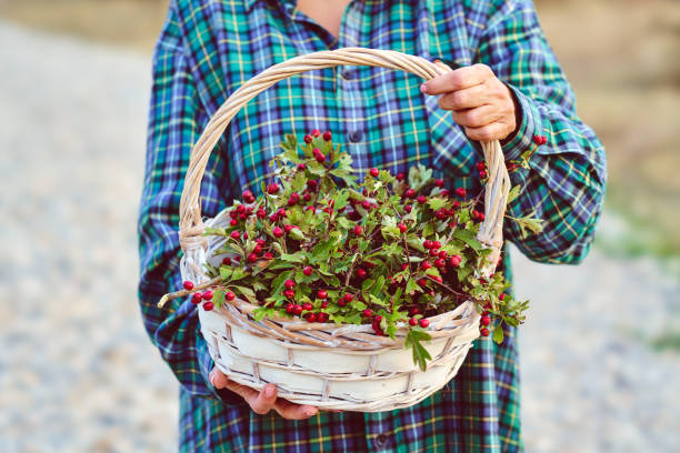 サンザシのバスケットを持つ女性の手 - hawthorn berry fruit plant autumn ストックフォトと画像