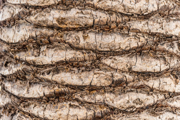 istock Full frame shot of palm tree bark background 1343997114