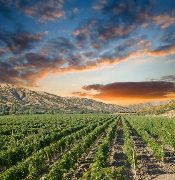 istock vineyard in a mountain valley at the evening 1343997291
