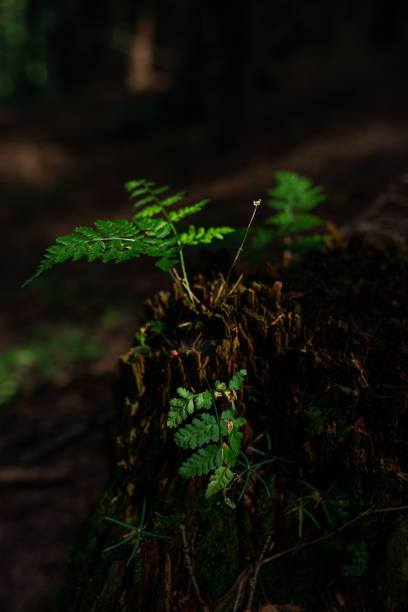 istock Small wild fern growing in the forest on the old tree stump. 1343997487