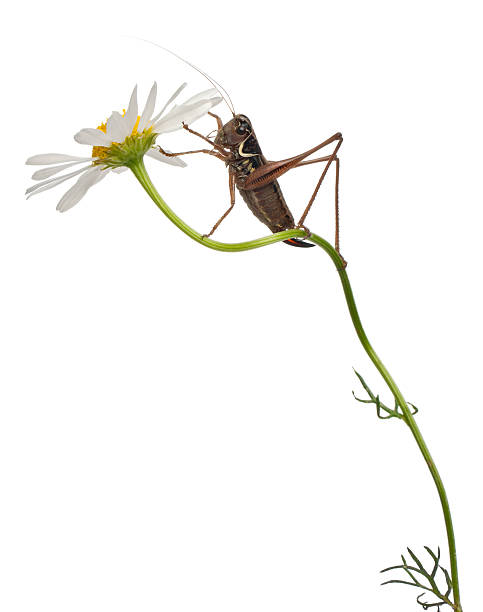 istock Female Shield-back Katydid, Platycleis tessellata, climbing flower, white background. 134399819