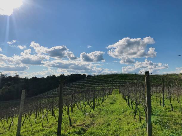 istock Inside the vineyard, view of the hill in spring 1344000223