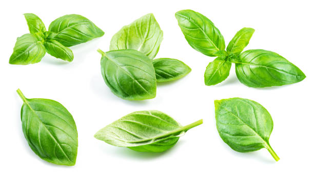 istock Set of fresh green basil leaves isolated on white background. 1344001178