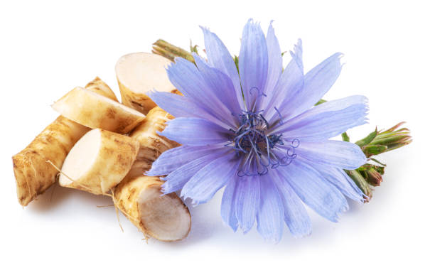 istock Chicory flowers and roots close up on the white background. 1344001278
