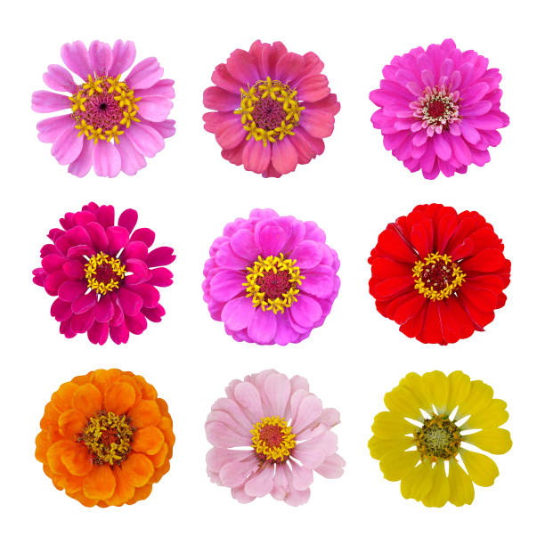 istock Tender pink zinnias set composition on isolated white background. Summer flower. 1344001321