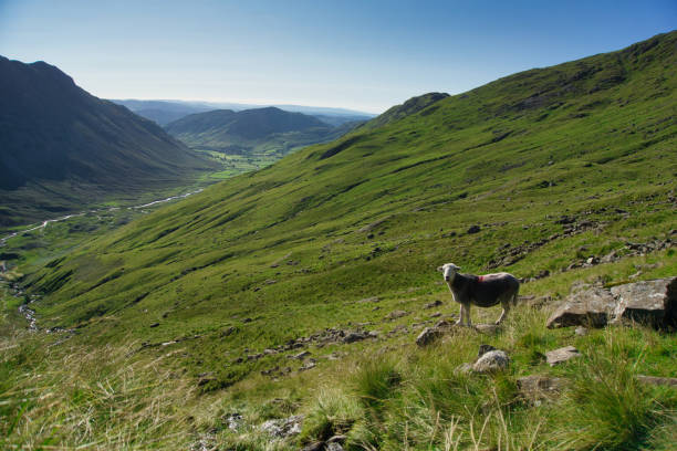 istock Herdwick Sheep in the Langdale Valley, Lake district 1344001356
