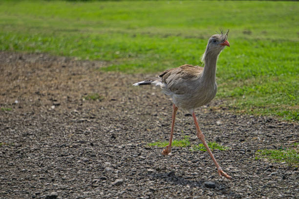 African Seriema, Cariama road runner bird