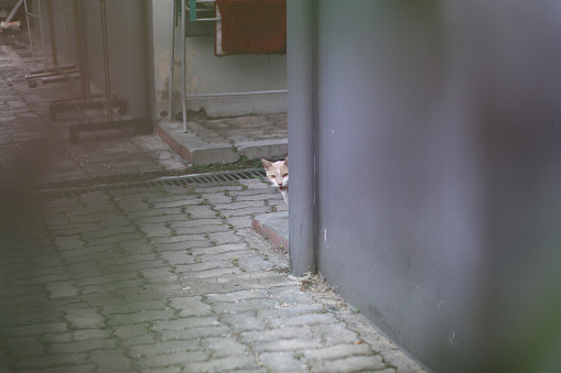 A cat is peeking behind the wall.