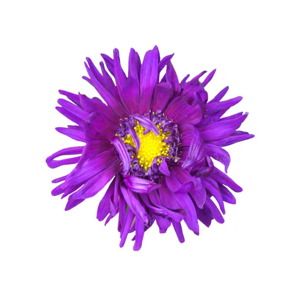 istock Macro photo violet aster isolated on white background 1344001503