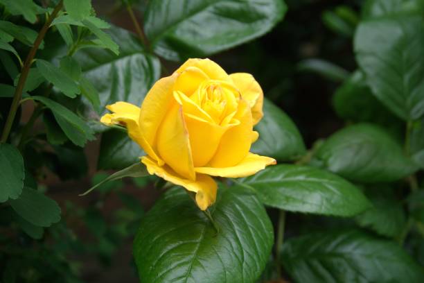 istock Yellow rose in heavy green foliage 1344001511