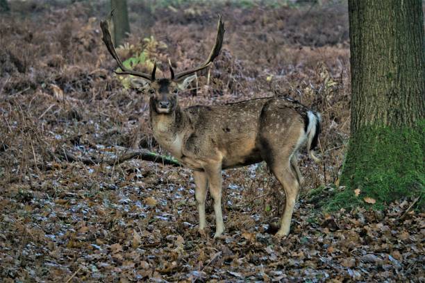 istock Fallow Deer in woodland, Dunham Massey 1344001549