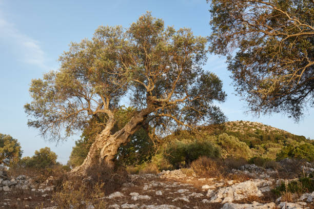 istock Old olive trees growing on Zakynthos island, Greece 1344002473