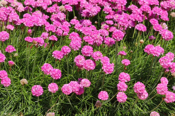 istock Pink Sea Thrift flowers 1344002735