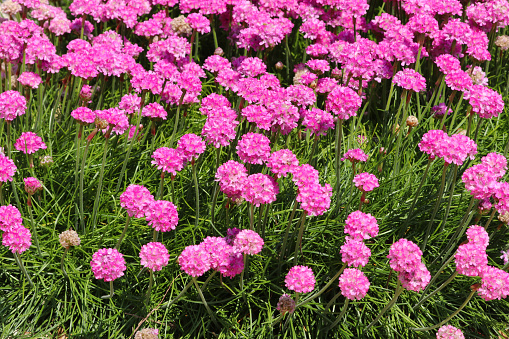 A mass of pink Sea Thrift, Armeria maritima, flowers in the summer sunshine.